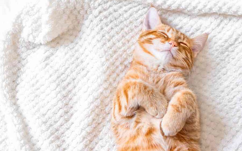 Mơ thấy mèo chung chung đánh con 18 – 58