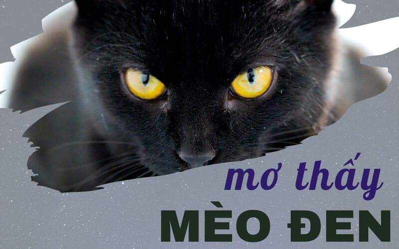 Mơ thấy mèo đen gắn với cặp số 47 – 74