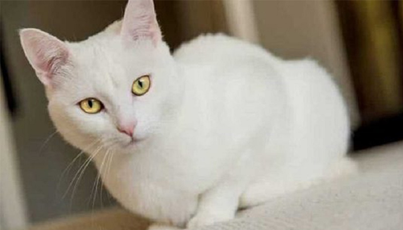 Mơ thấy mèo trắng đánh cặp 23 – 32