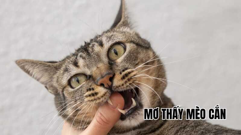 Mơ thấy mèo cắn đánh cặp 14 – 41