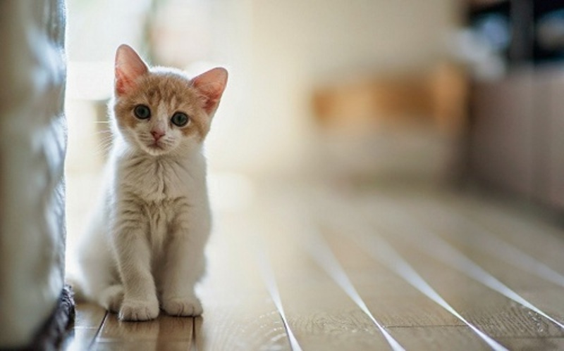 Mơ thấy mèo vào nhà đánh cặp 47 – 74