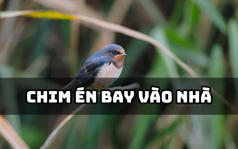 Chim én bay vào nhà đánh con 28 – 82