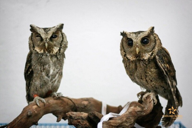 Chim cú bay vào nhà liên quan cặp số 36 – 63