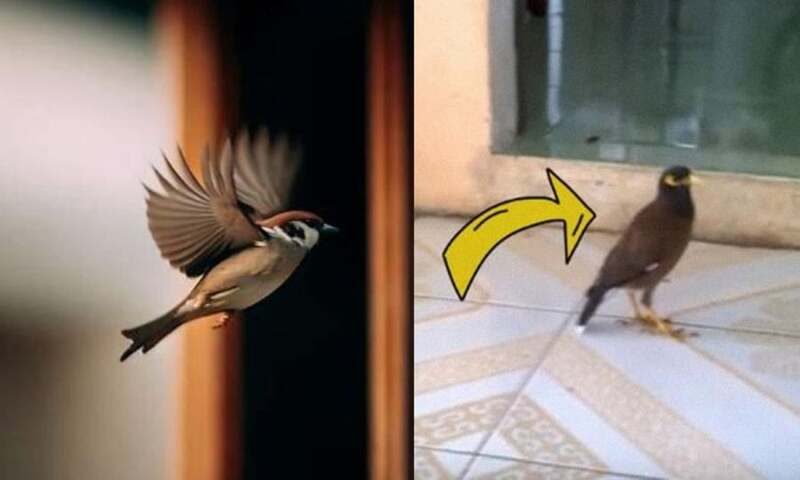 Chim bay vào nhà rồi bay ra ngay liên kết với cặp 01 – 10