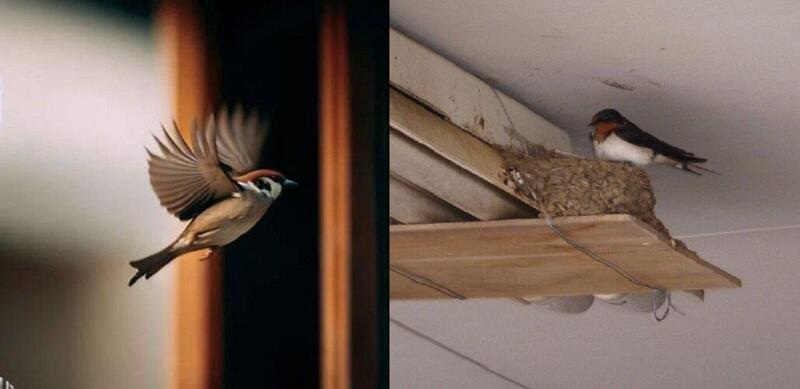 Chim bay vào nhà và đậu lâu đánh con 22 – 77