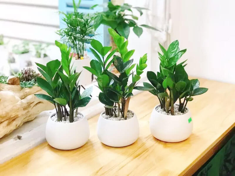 Cây kim tiền mang ý nghĩa tài lộc, thịnh vượng và phù hợp với phòng khách, văn phòng, quầy thu ngân. 