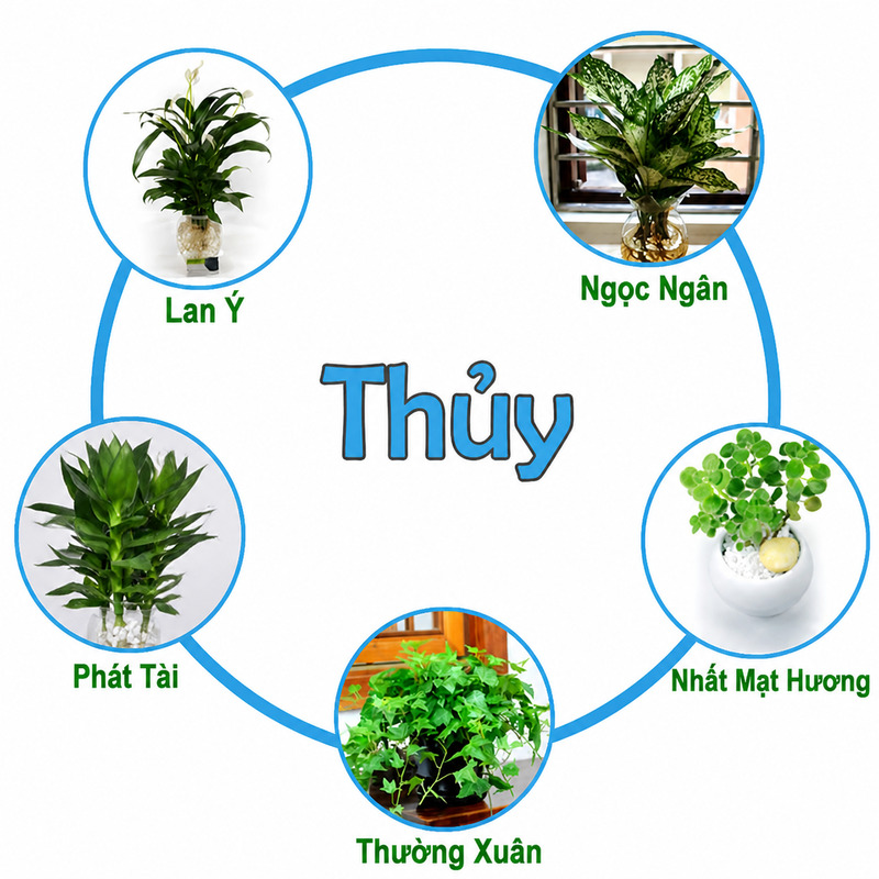 Cây xanh giúp tăng sinh khí cho không gian sống và có tác dụng phong thủy cho người mệnh Thủy. 