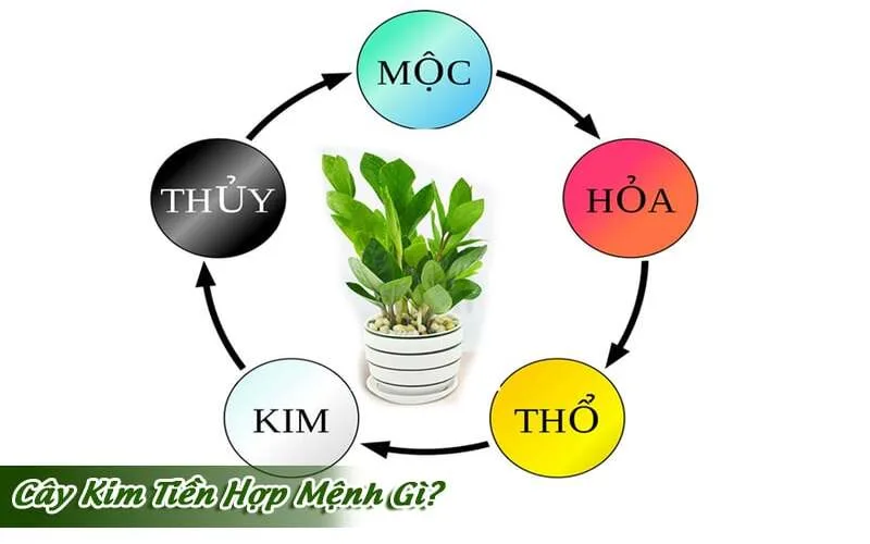 cay kim tien co y nghia gi dat o dau de thu hut tai loc